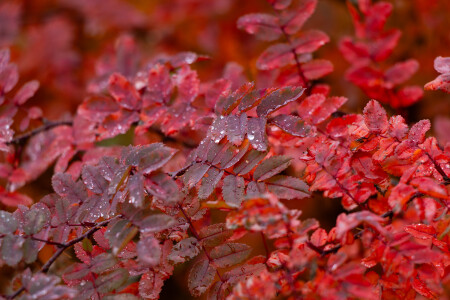 Слезы осени на алом 🌧🍁🍂