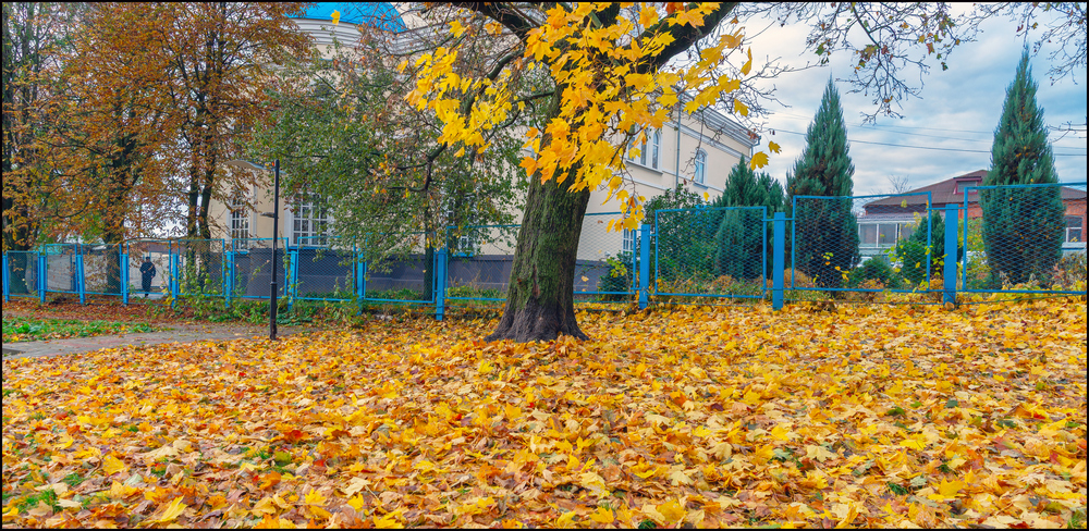 Старый клён