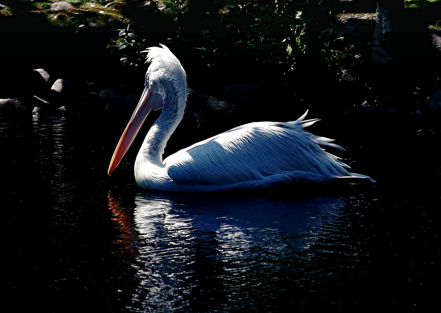 кудрявый пеликан