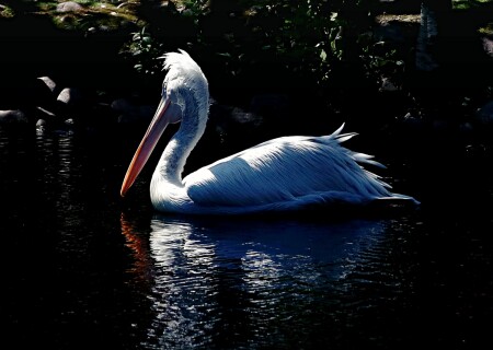 кудрявый пеликан