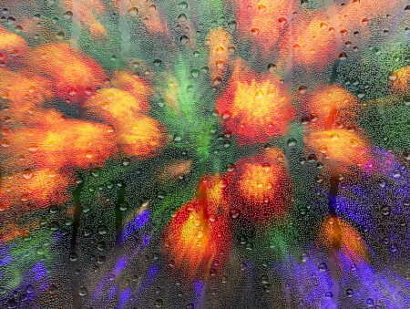 цветы за окном