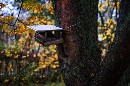Осень. Вечер, дождь...