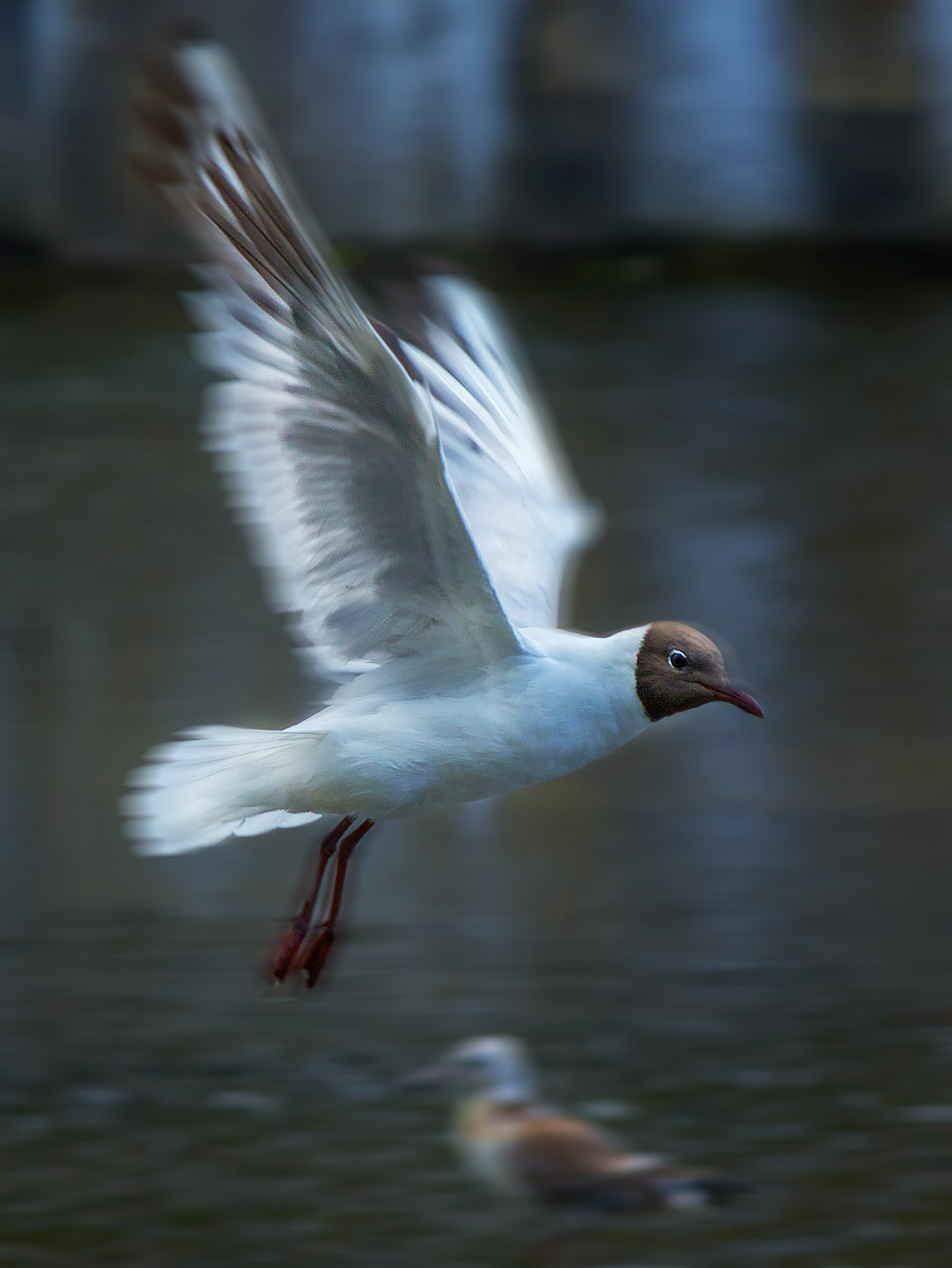 Рождённый плавать может и взлететь...