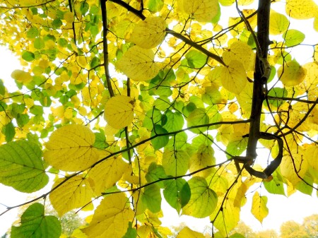 Осенние краски