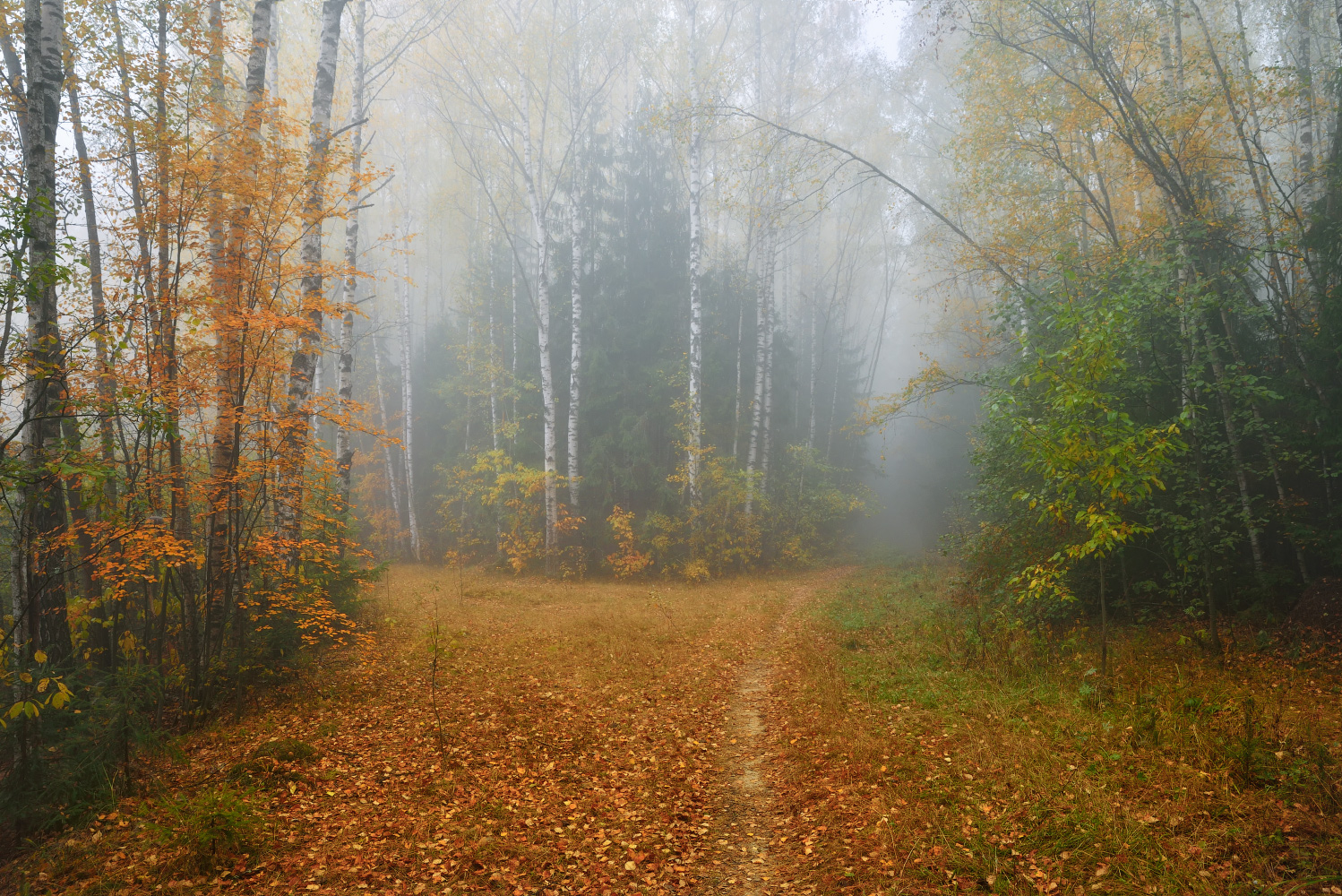 осенний лес