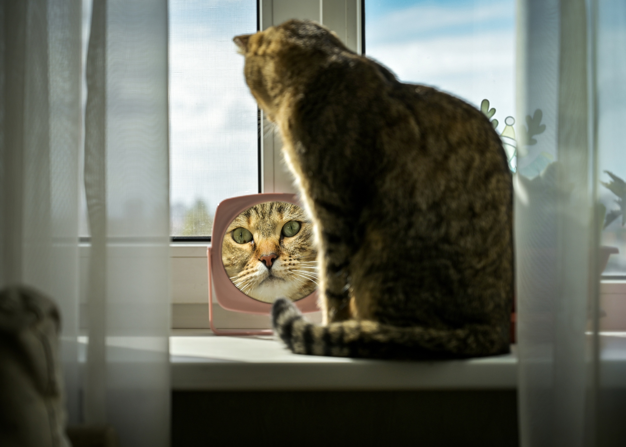 Свет мой, зеркальце, скажи...