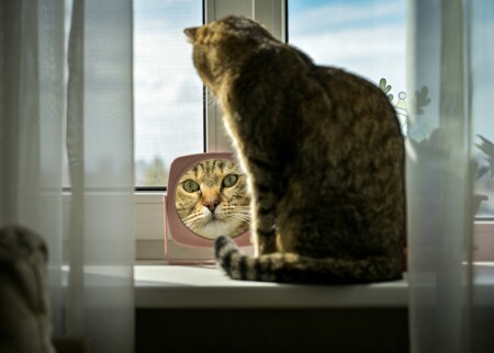 Свет мой, зеркальце, скажи...