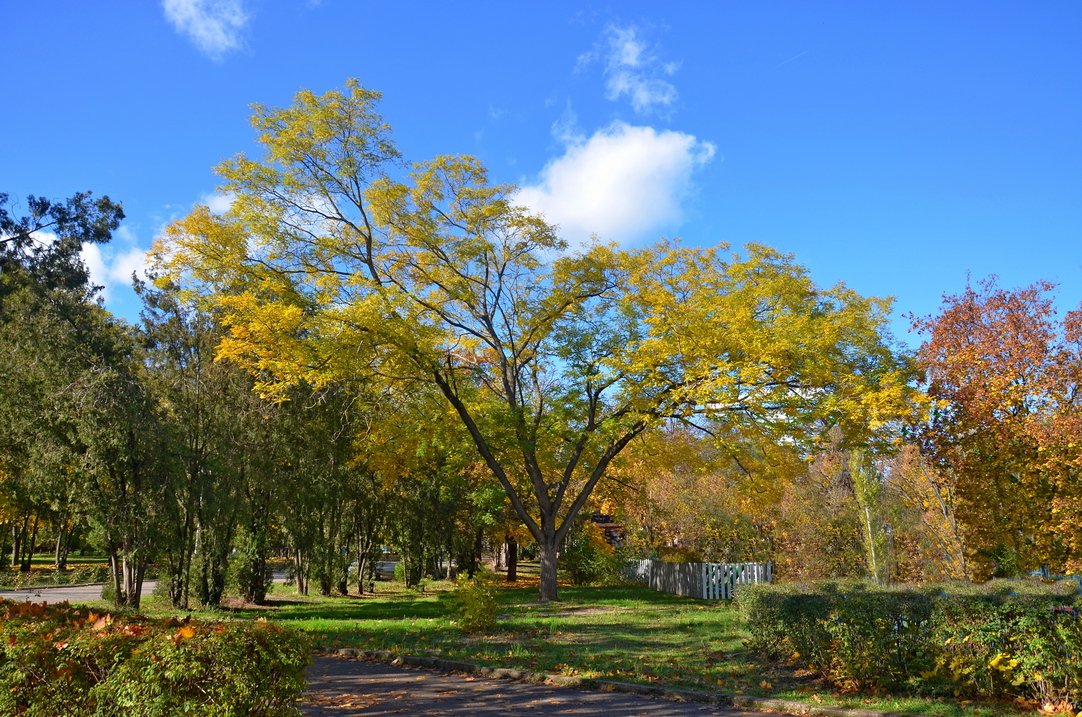в осеннем парке