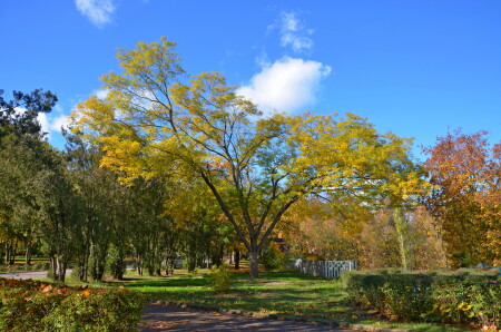 в осеннем парке
