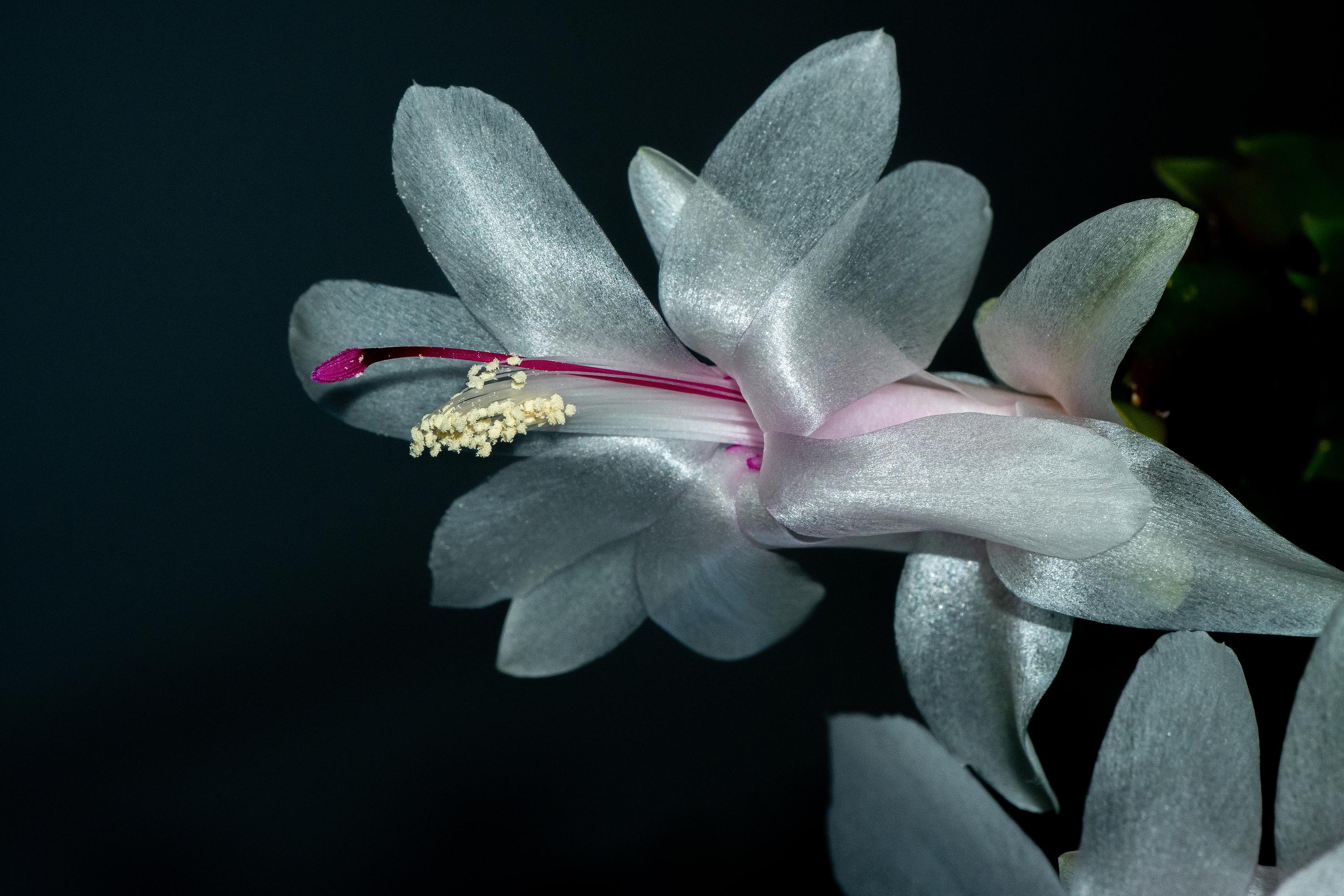 Декабристы цветут