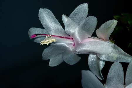 Декабристы цветут