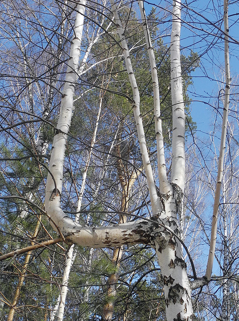Такая загагулина выросла...