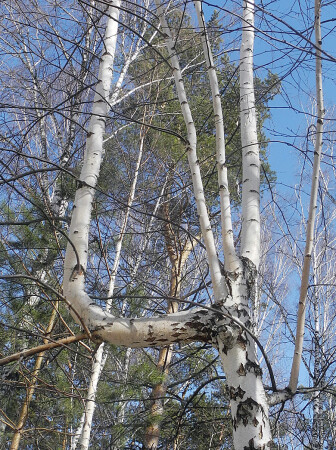 Такая загагулина выросла...