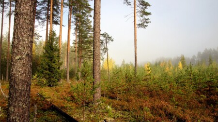 Лес и подлесок