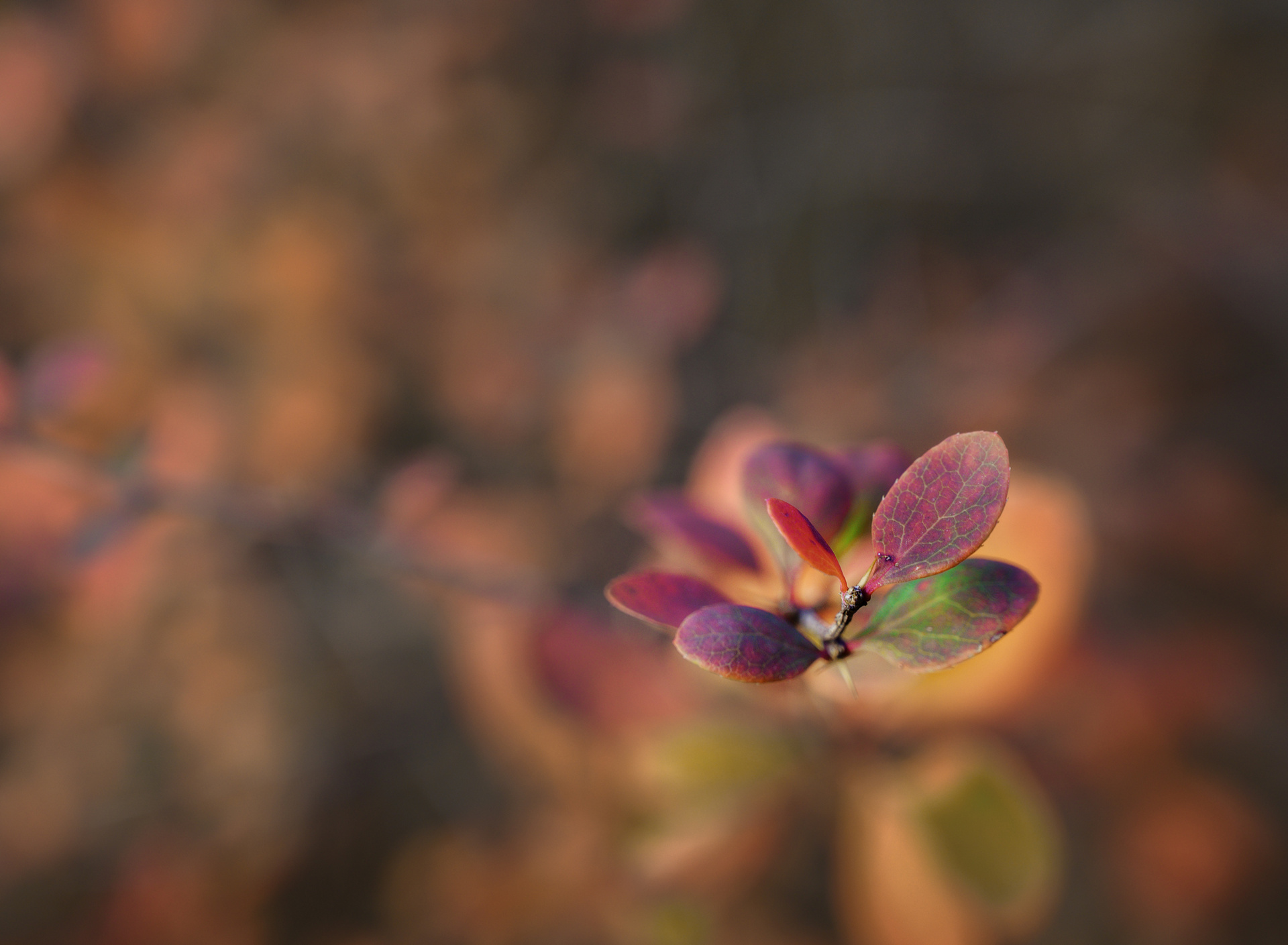 Осеннее панно