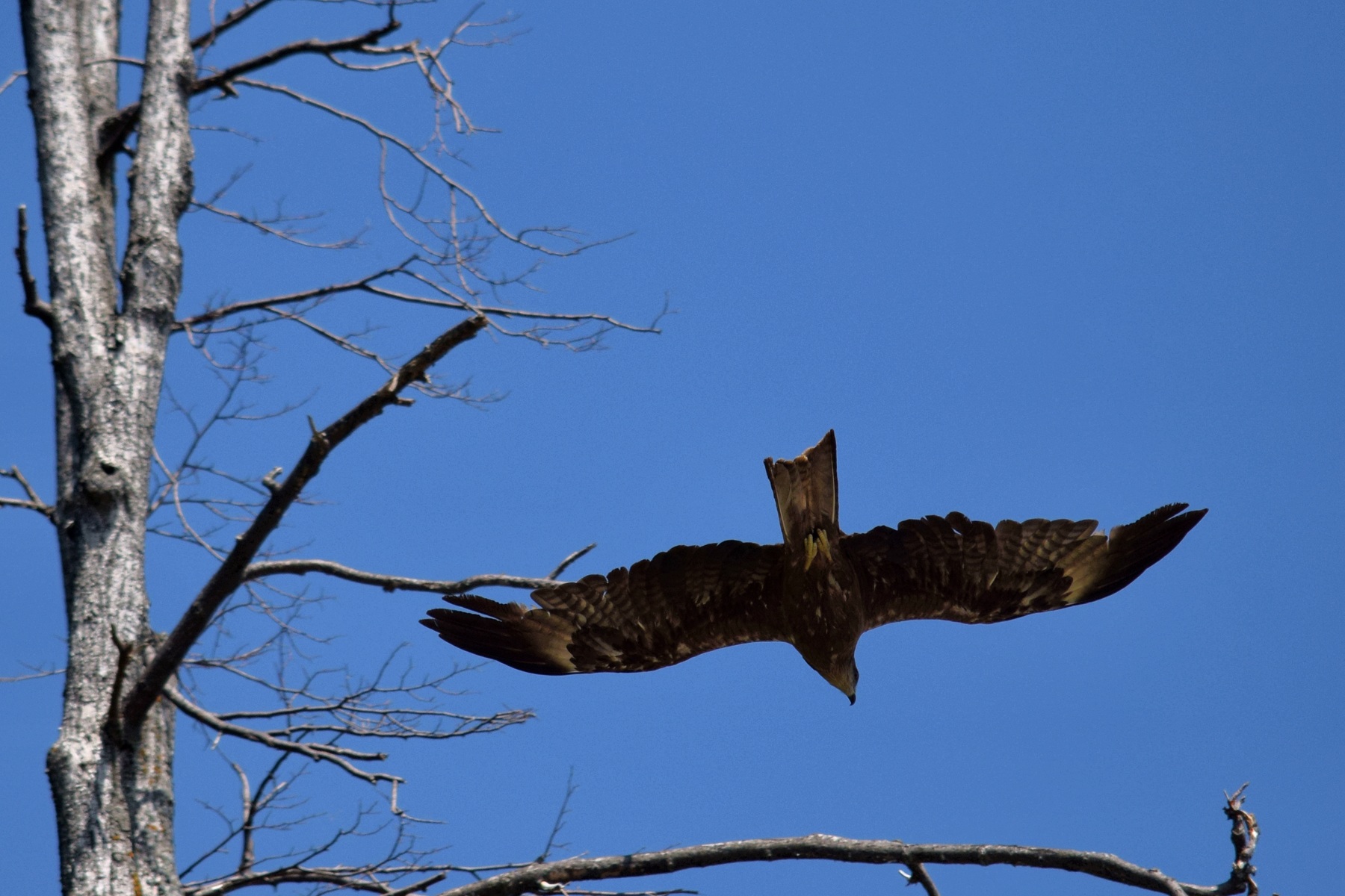 Коршун пролетел