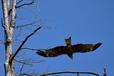 Коршун пролетел