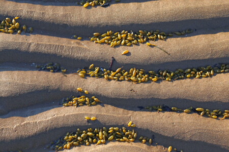 Морское дно,,4