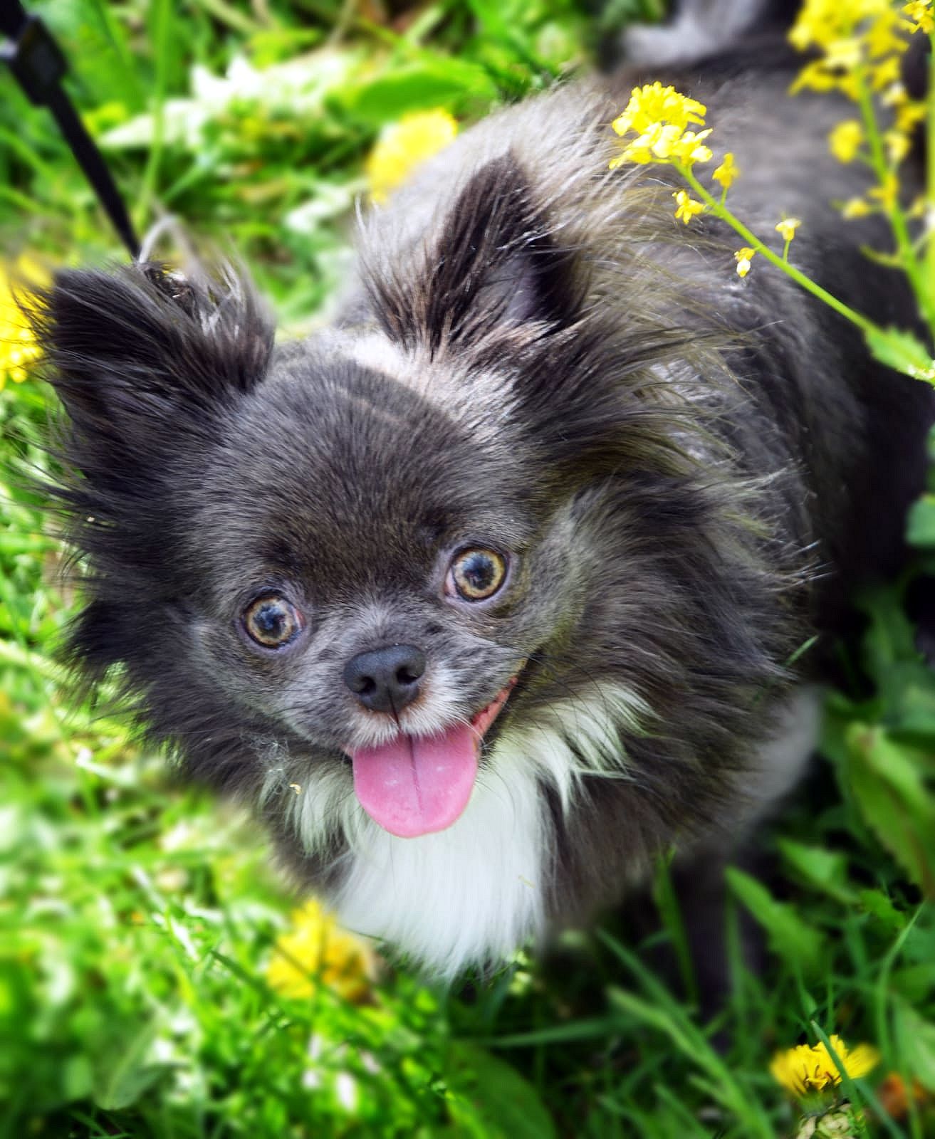 Любимец на прогулке