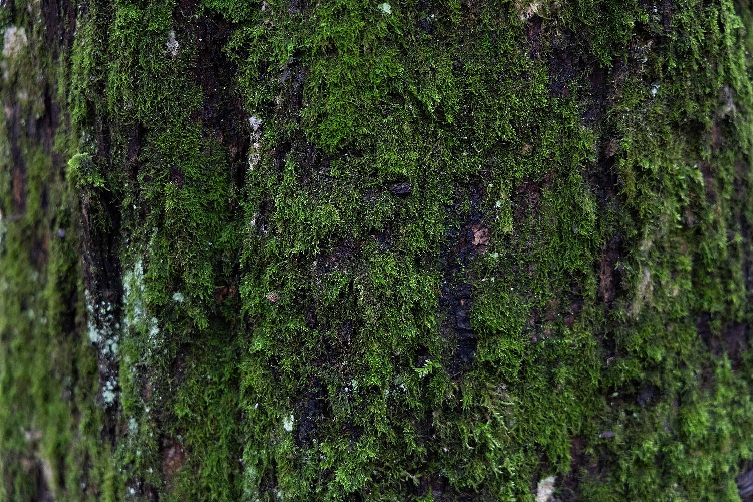 Последняя зелень осени