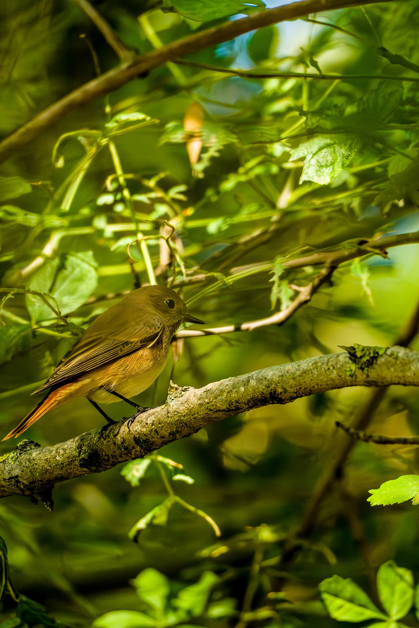 Обыкновенная горихвостка