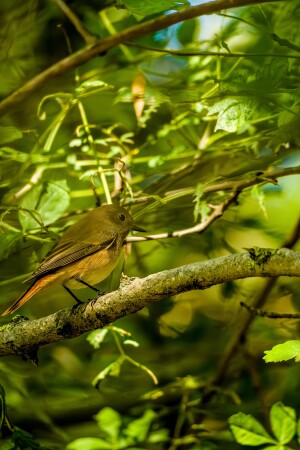 Обыкновенная горихвостка