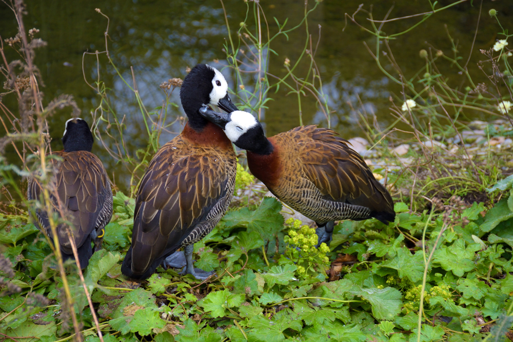 Третий лишний