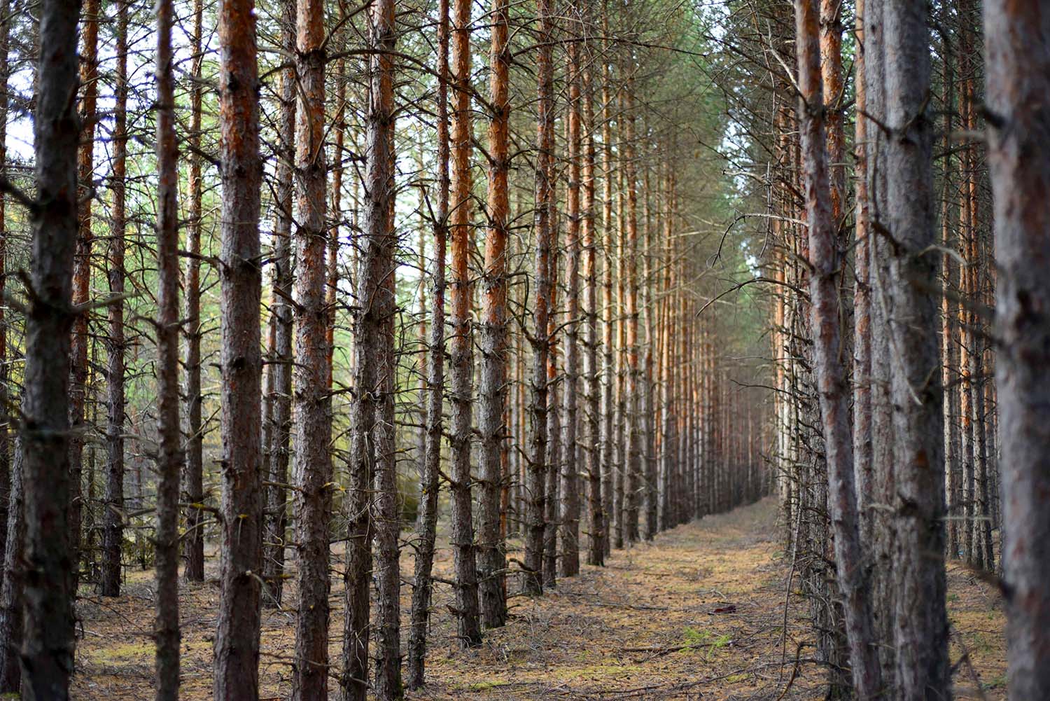 Лесной парад