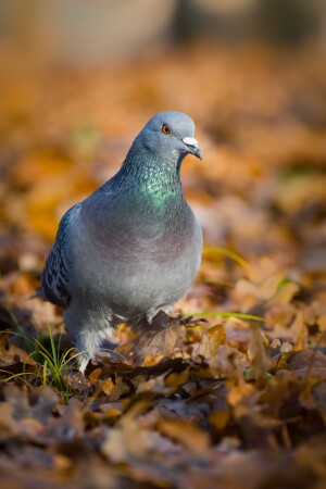 Голубь в осеннем парке