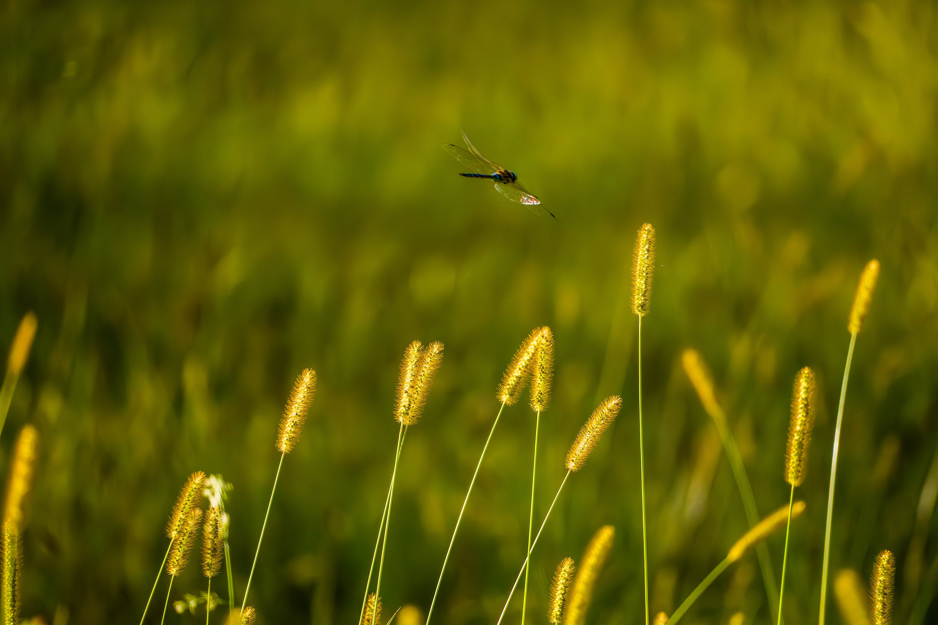на солнечной поляне(2)
