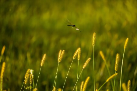 на солнечной поляне(2)