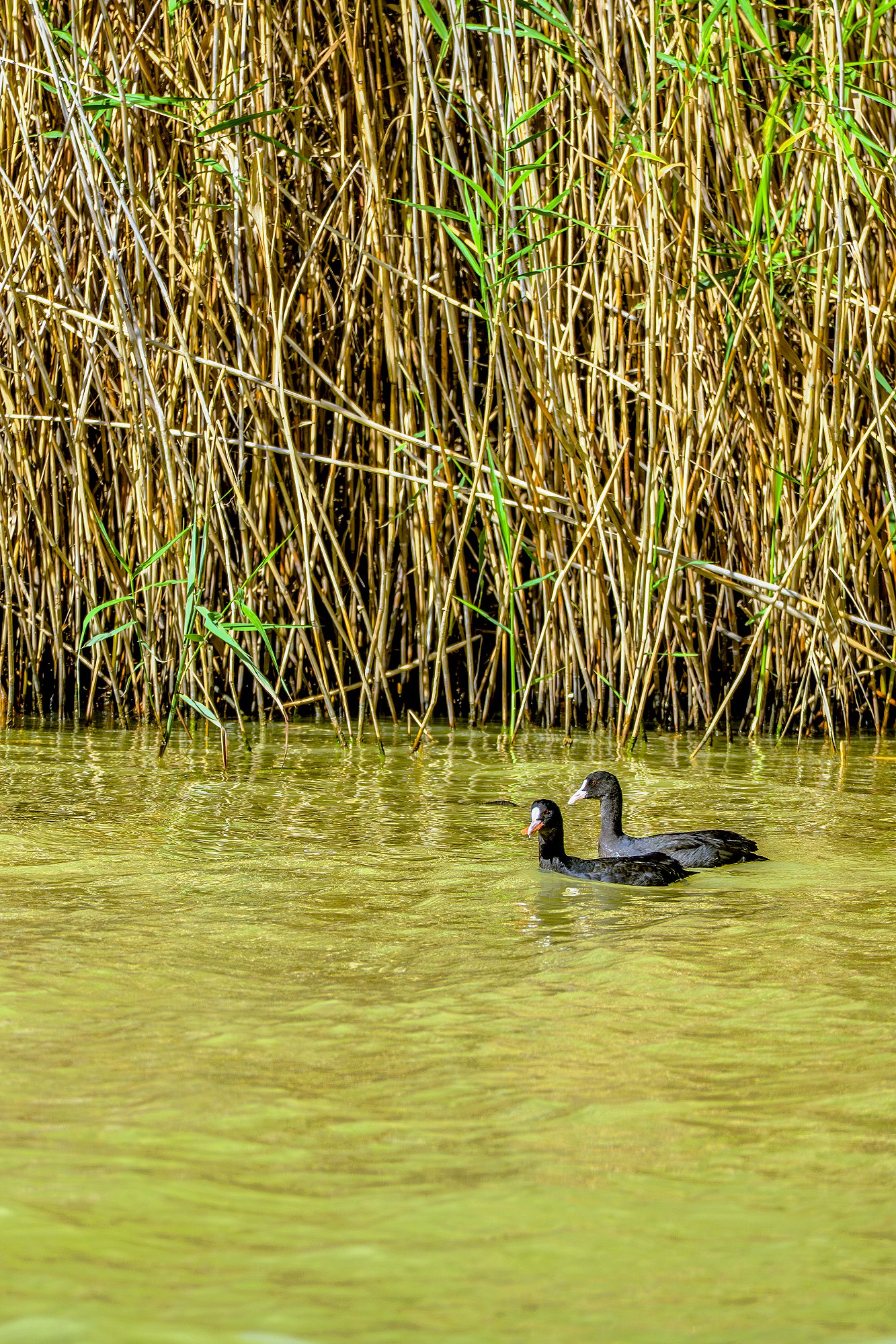 Парочка лысух