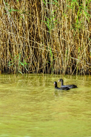 Парочка лысух
