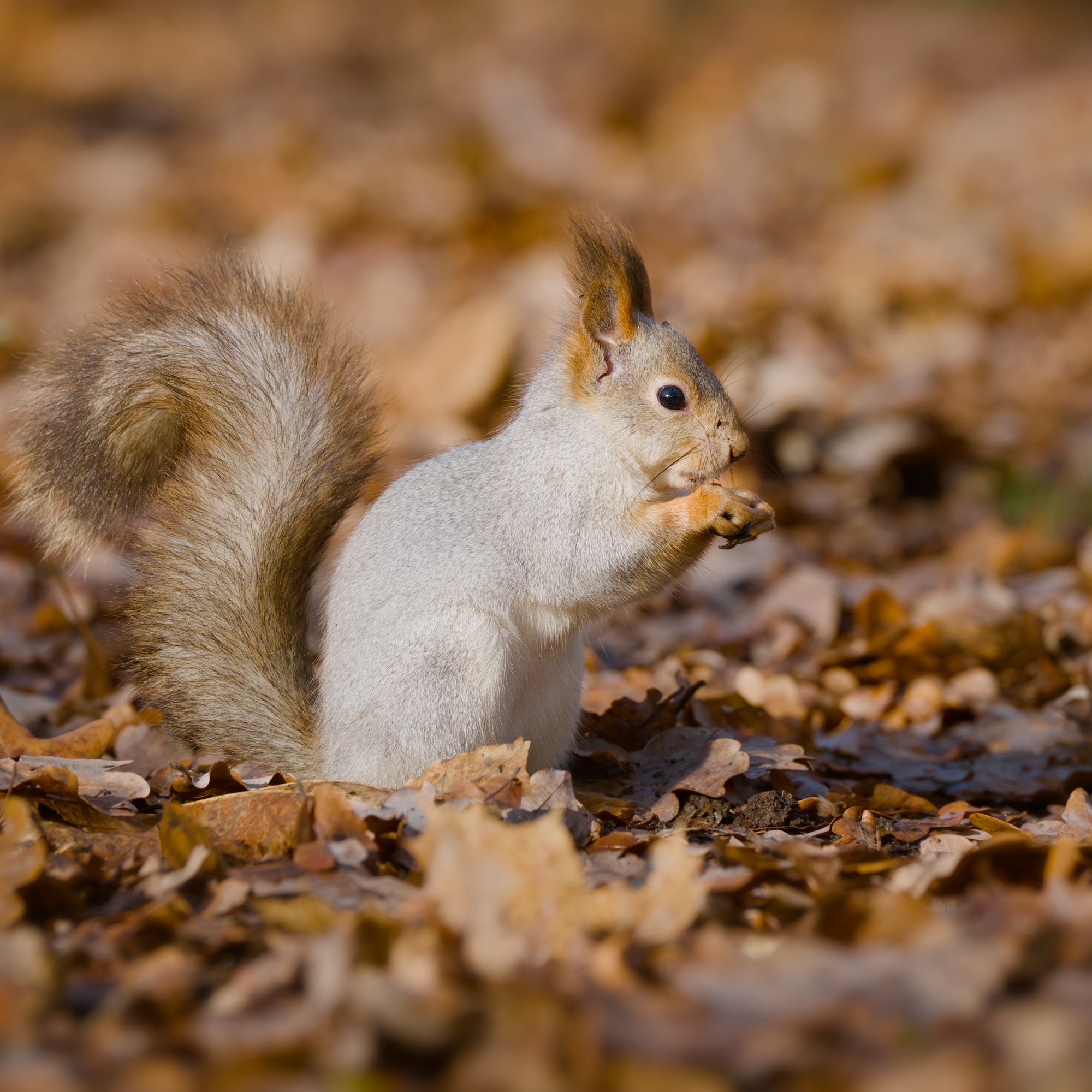 Белка в парке