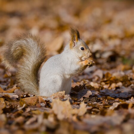 Белка в парке