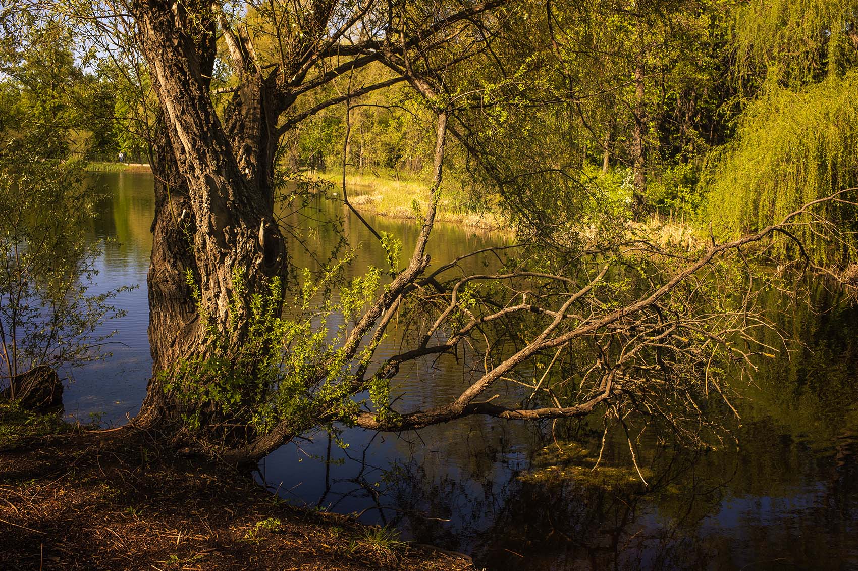 Дерево на берегу озера