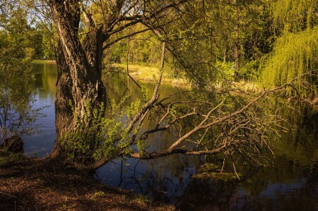 Дерево на берегу озера