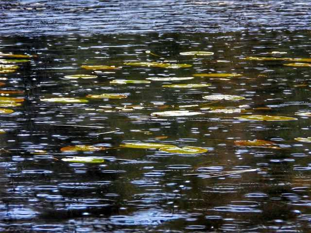 В ритме дождя