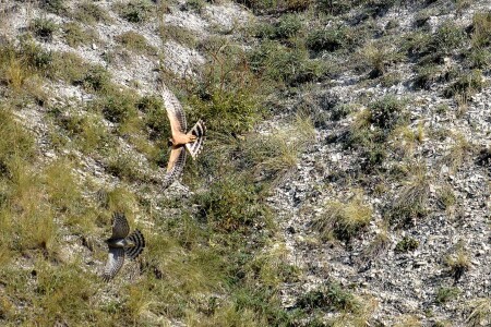 Пара пустельг лихо летает.