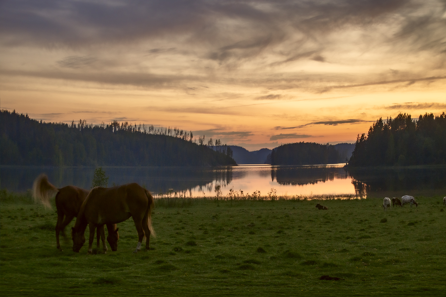 Белой ночью. 