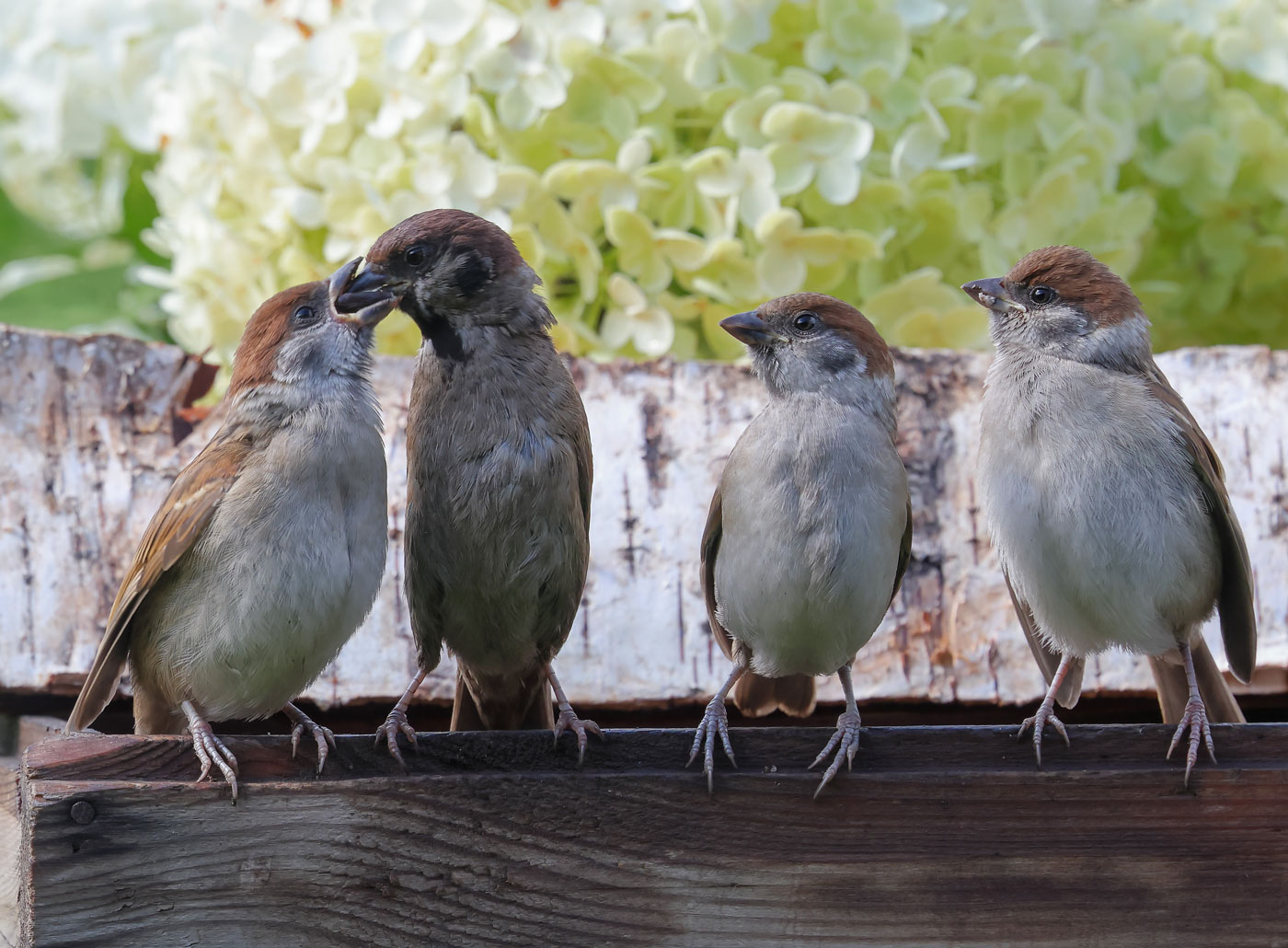 Приём пищи...по очереди...