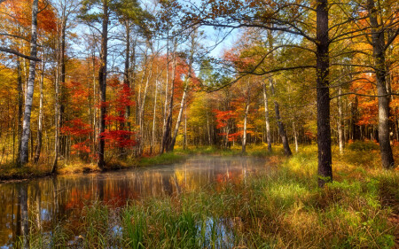 Где-то в волшебном лесу