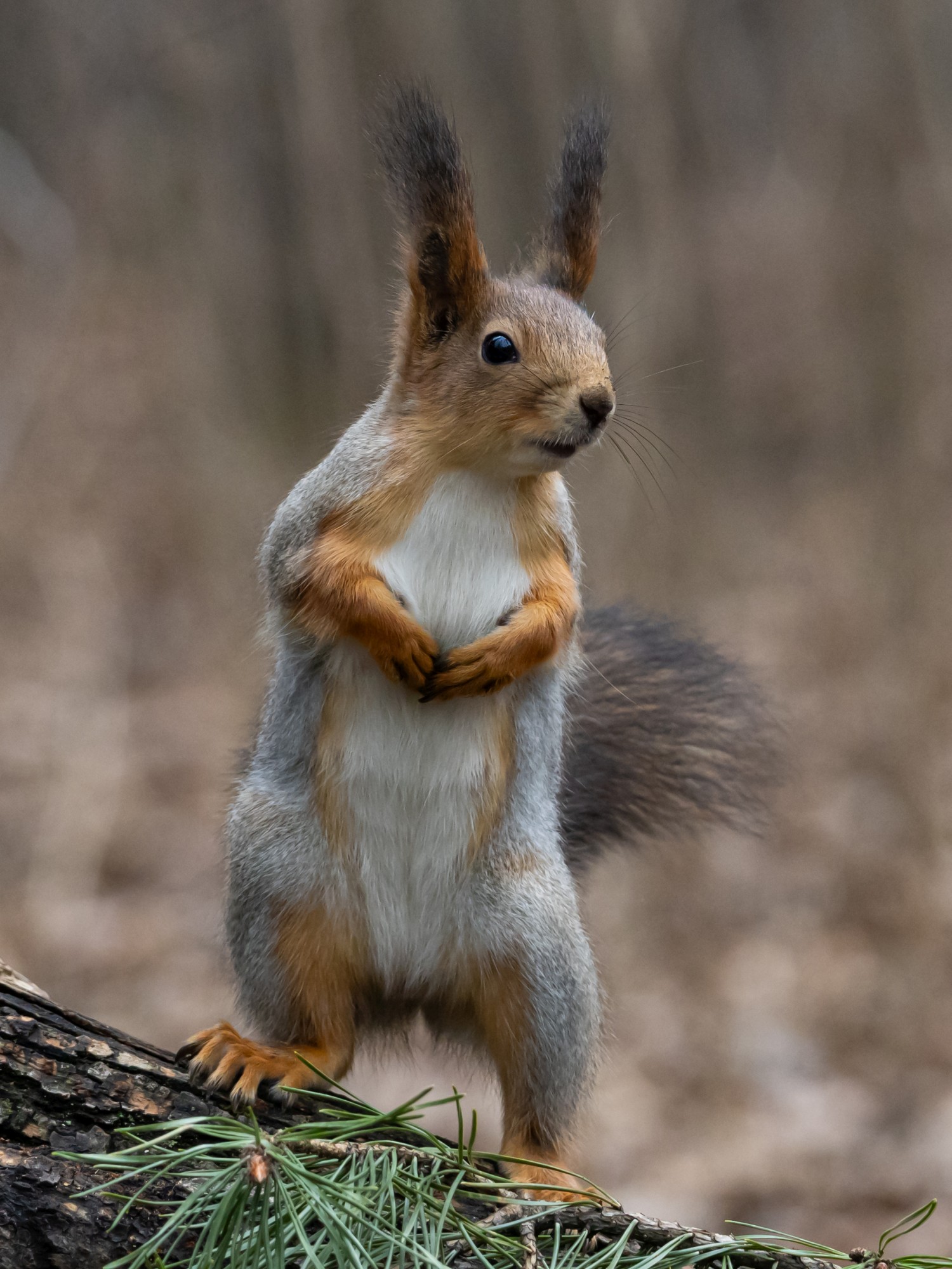 Поесть не найдется?