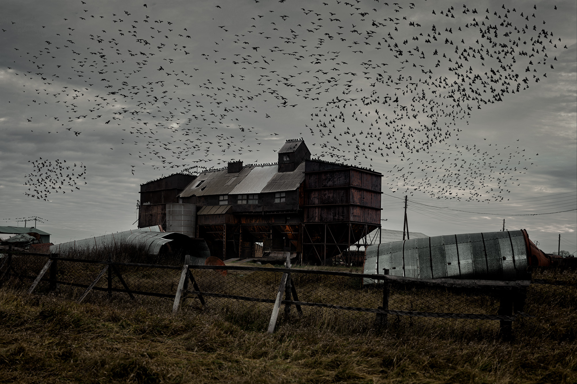 Птичий базар.