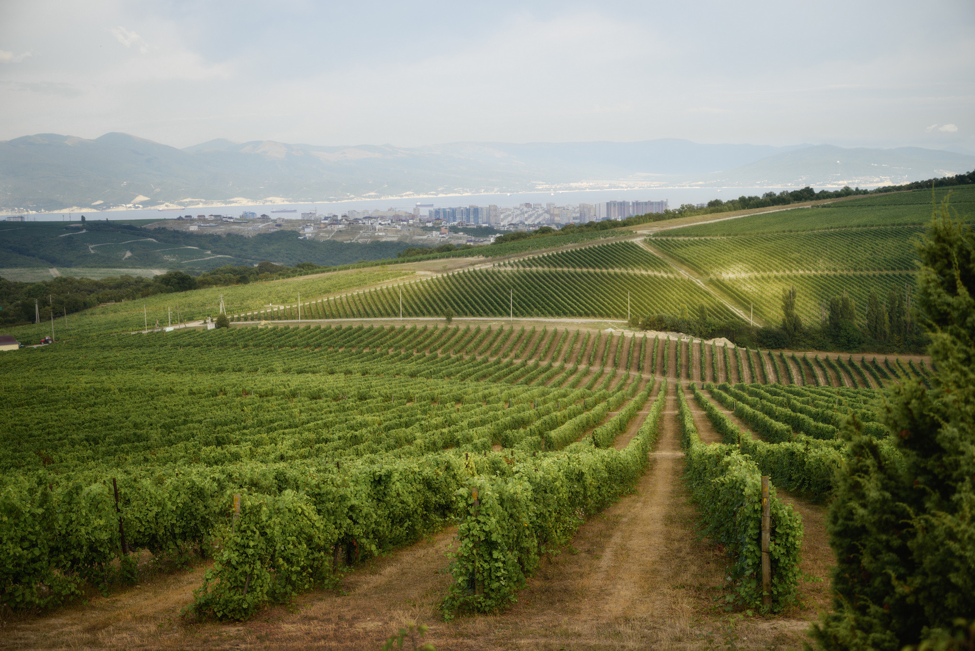 Виноградники восточного склона