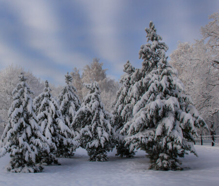 Маленьким ёлочкам холодно зимой