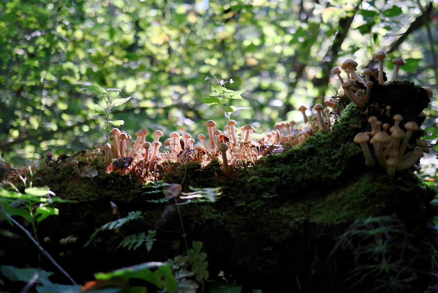 Грибная охота