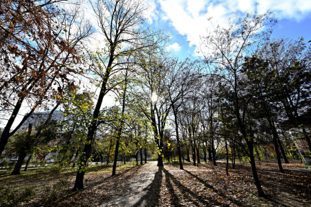 облетела листва...