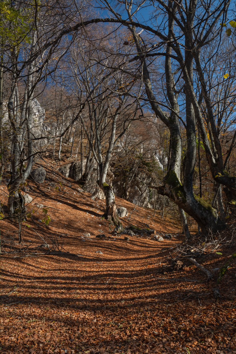 Осенний лес_**