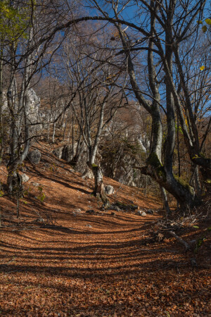 Осенний лес_**